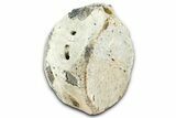 Fossil Whale Caudal Vertebra - Yorktown Formation #362063-1